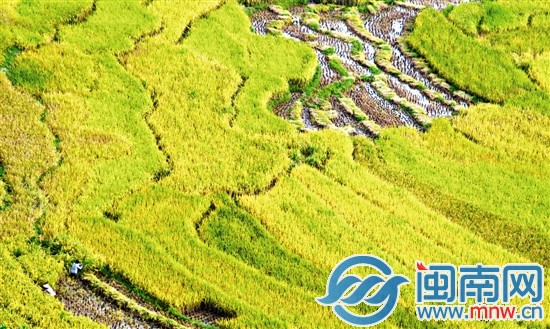 寒露收割