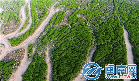 洛阳江旁的红树林