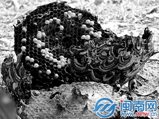 被捅破的马蜂窝掉在地上摔成两半