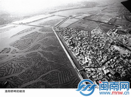 洛阳桥畔