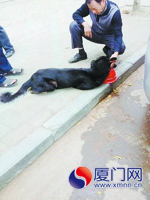 大黑狗