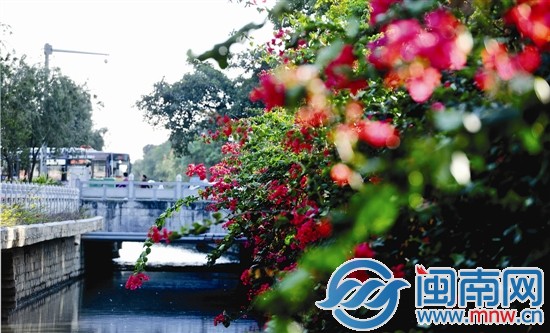 街边三角梅很漂亮