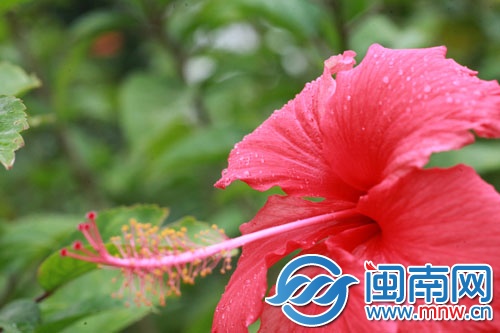 雨水湿润花朵，昨日摄于晋江