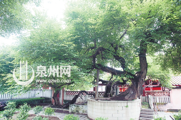 开元寺内的千年古桑