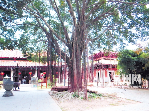承天寺内的古榕