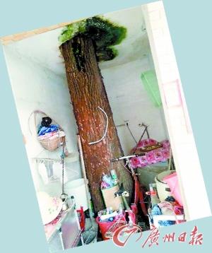 树干从屋内“破”楼而出1