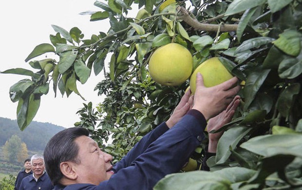 习近平赴湘西调研 现场摘柚子(图)