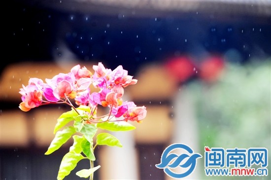 小雨轻拍三角梅