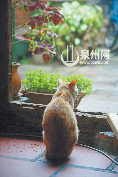 寂静午后，细雨锁深秋。泉州西街，一只猫对着门外迷 