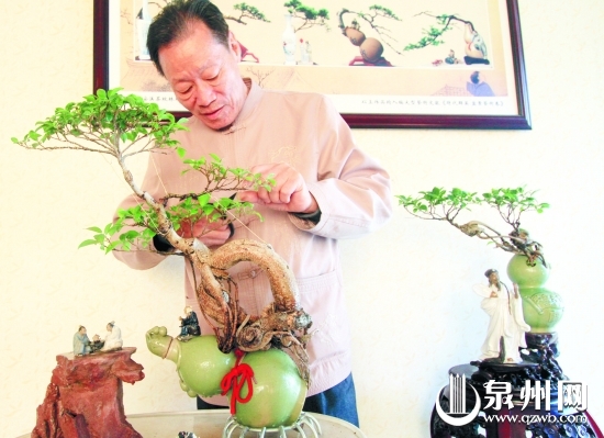 林瑞温老人在家里精心修剪酒瓶盆景