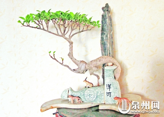 精美的酒瓶盆景作品