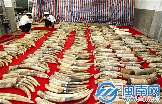厦门海关正在清点查获的大批走私象牙