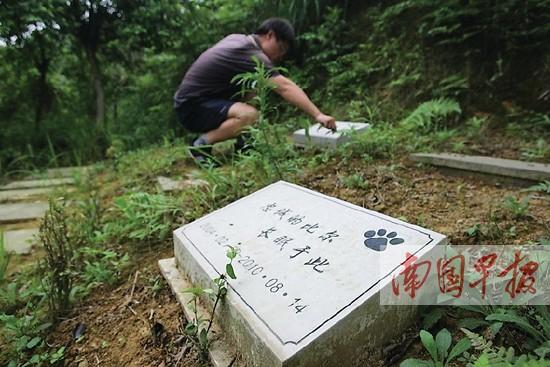 国内一些城市已在尝试建立“宠物公墓”
