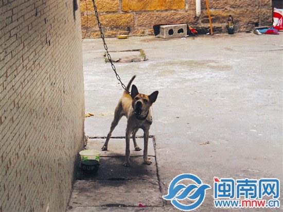 狗狗个头不大