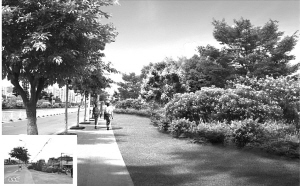 和平南路北段绿化景观