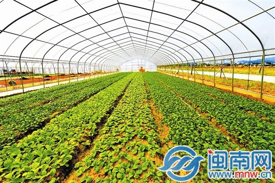 大棚蔬菜