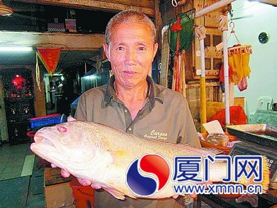 厦门日前卖出的一条野生黄花鱼