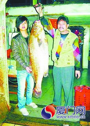 　厦门此前卖出了一条近百斤的金丝鮸鱼
