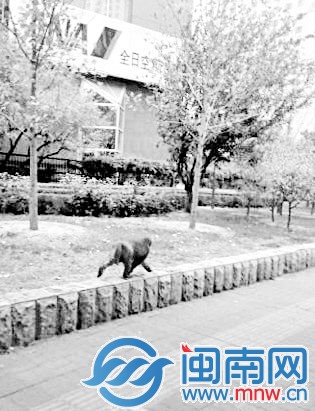 胖猴北京市区“遛弯” 1