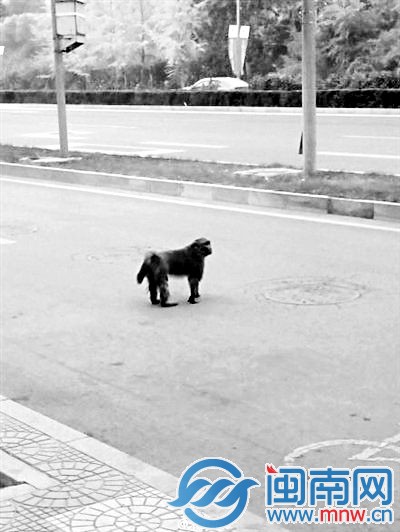 胖猴北京市区“遛弯” 2