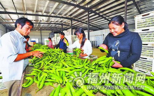 福清南宵村流转土地占总耕地近四成　居全省前列2