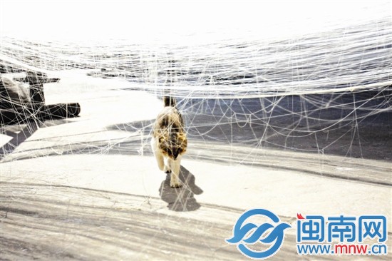 一只花猫在阳光下慵懒地踱着猫步
