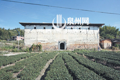 龙通土楼前有一片茶园