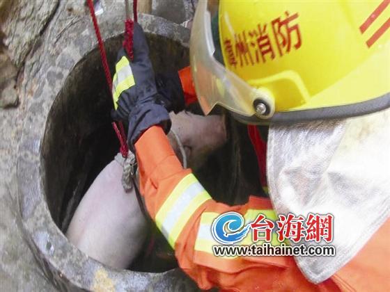 200斤重的母猪从猪圈“越狱”落井