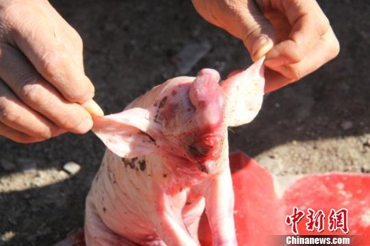 猪妈妈产下“象宝宝”