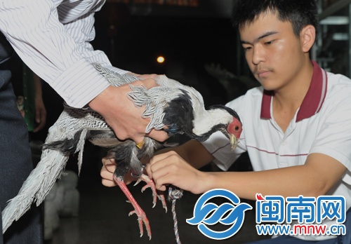 白鹇误闯商店 撞断石塔塔尖