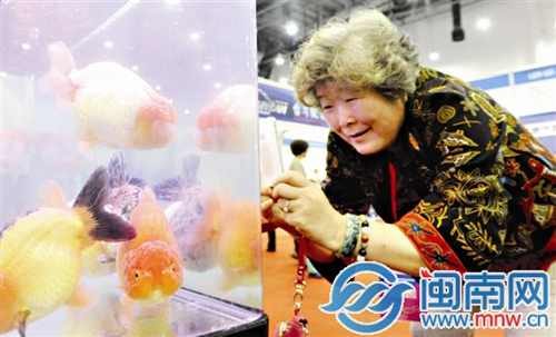 身价25万的锦鲤亮相厦门