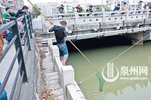 到上午9点，仍不时有黄鳝冒出被捞个正着。