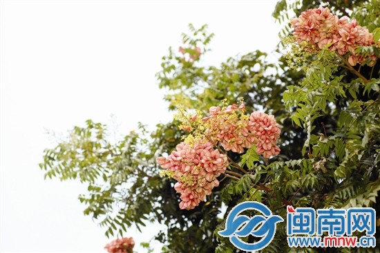 其实是台湾栾树结的果实