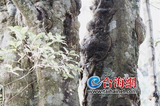 连城发现天然“树画”奇观 系福建属首次发现2