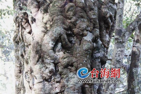 连城发现天然“树画”奇观 系福建属首次发现1