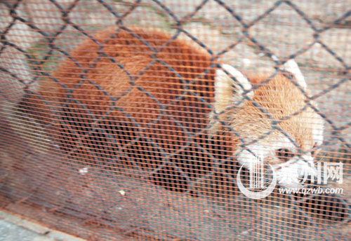 小熊猫 4岁 帅哥