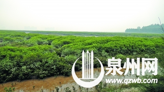 洛阳江红树林保护区