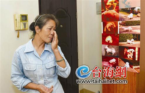 相伴13年小狗离世主人每天上坟