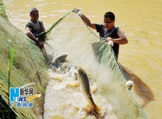 11月13日，庞淇蔚在调整鱼塘草鱼尾数，以平衡台风“ 