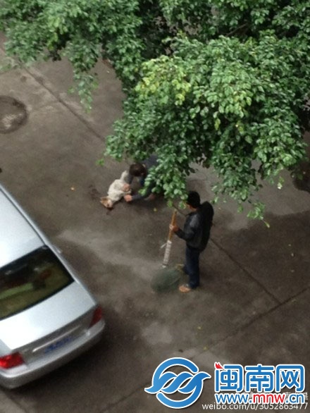 物业请打狗队打死小区流浪狗