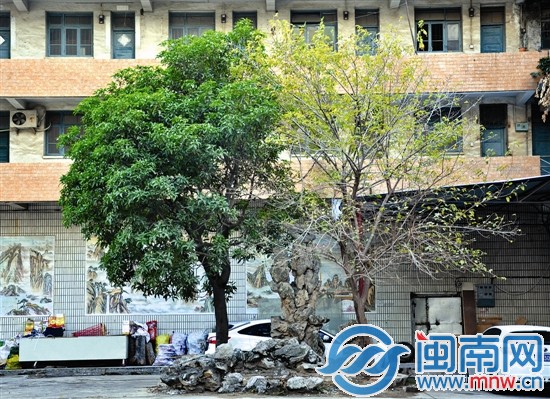 两棵相依相偎的树