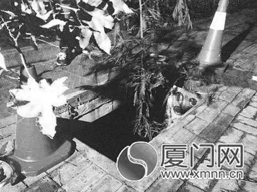 树叶遮挡窨井2