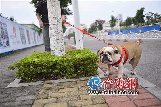 少儿离狗远一点