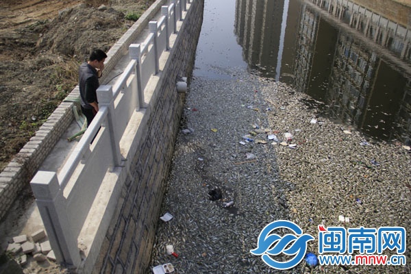 河面成片死鱼，市民经过时都捂住鼻子