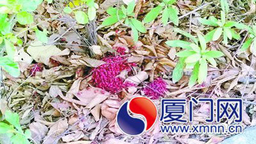 虫子像枸杞扎堆绿化带