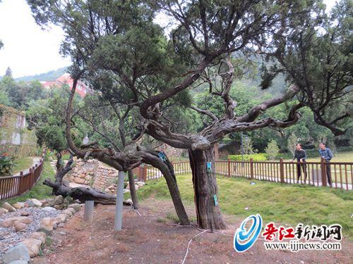 草庵寺千年古树经过治疗“枯木回春”。