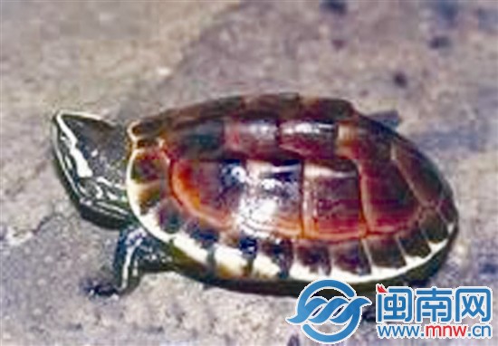 马来龟