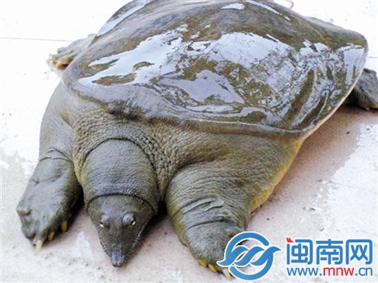 鳖