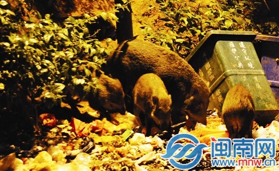一大四小5只野猪从树林中走出来