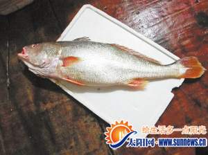 土豪鱼